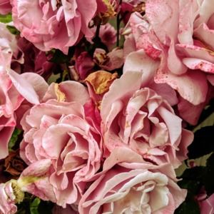 Meet your Posher, Holly